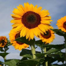 Sunflower Bouquet