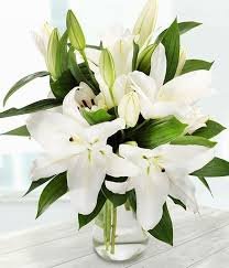 White Lilies Purity